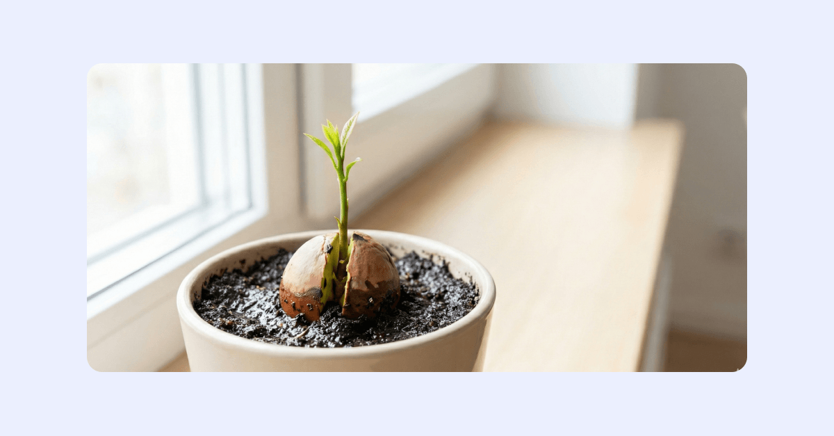 Avokado-kärna som odlats i jord.