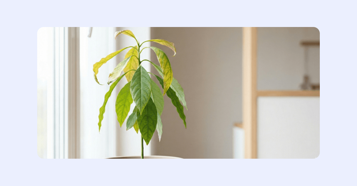 En avokado-kärna som växt till sig.