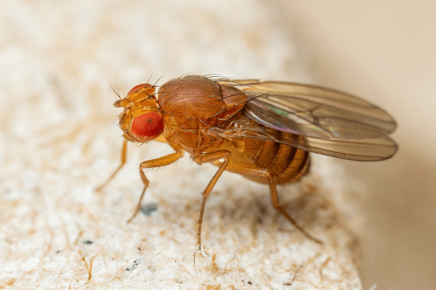 Närbild på bananfluga.
