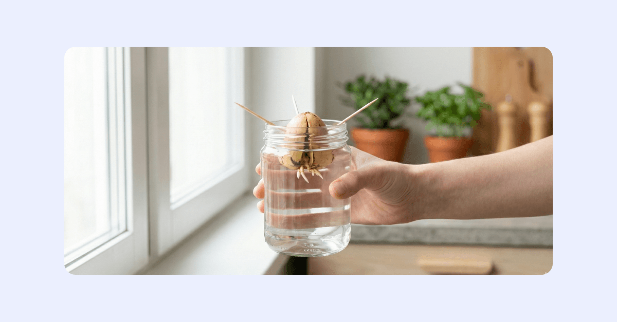 En avokado-kärna som är blötlagd.