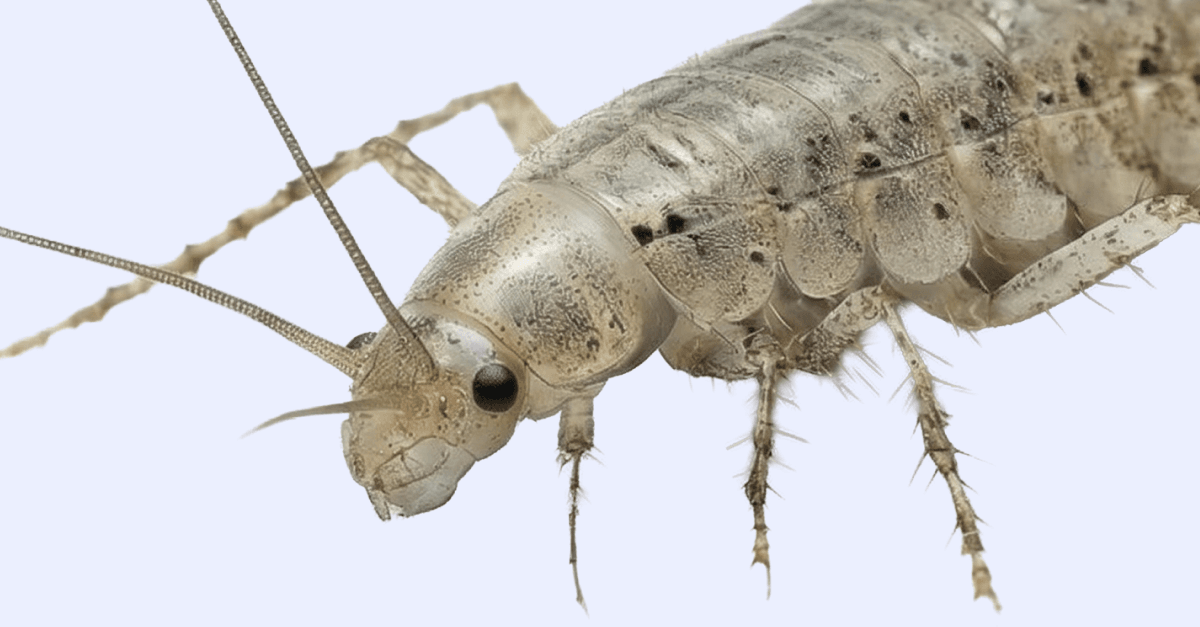 Väldigt inzoomad bild på en silverfisk.