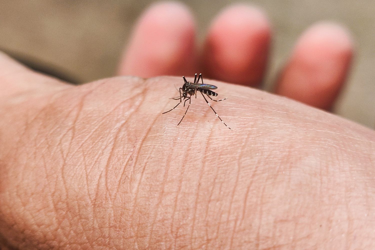 Närbild på en mygga.